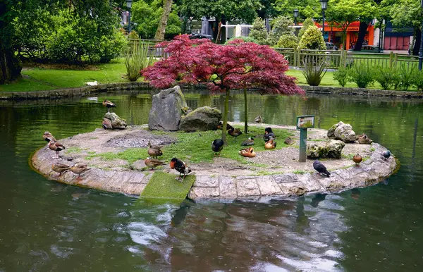 Oviedo, İspanya 26-05-2016 - Ördekler Oviedo 'nun parkındaki canlı kırmızı Japon akçaağacı altında küçük bir adada dinleniyor.