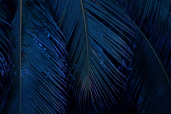 Тропические Растения Прохладными Тонами — стоковое фото