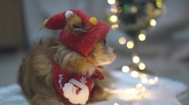 Noel kostümlü köpek. Noel Elf şapkalı sevimli kahverengi bir chihuahua portresi halının üzerinde duruyor evde Noel ağacının arka planında..