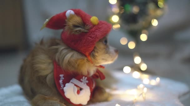 穿着圣诞服装的狗家家户户圣诞期间 戴着圣诞小精灵帽的可爱的棕色吉娃娃坐在有背景圣诞树的地毯地板上的画像 — 图库视频影像