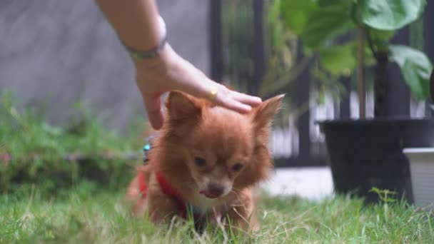 Hond Kerstkostuums Portret Van Schattige Bruine Chihuahua Met Kerst Elf — Stockvideo