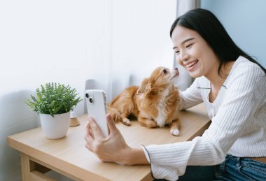 Mutlu genç Asyalı kadın, sevimli kahverengi chihuahua köpeğiyle selfie çekiyor. Evdeki oturma odasında köpek yavrusu yüzünü öpüyor. Evcil hayvanlarla teknoloji yaşam tarzı. Dost canlısı Köpek, Dostluk Konsepti