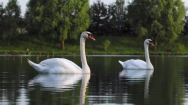 Avrasyalı beyaz kuğular yazın durgun gölde yüzerler.