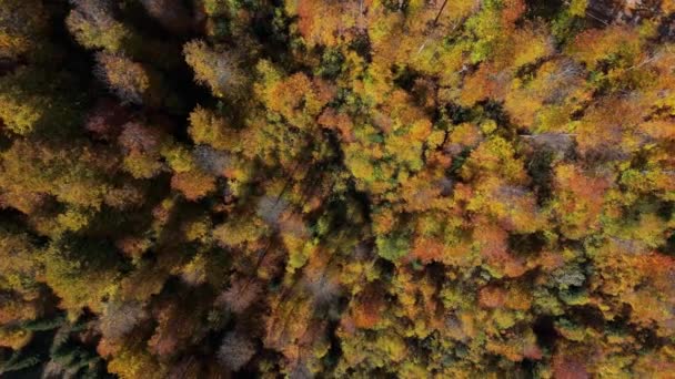 Sonbahar Arka Planında Sonbahar Renkli Orman Ağaçlarının Havadan Aşağı Manzarası — Stok video