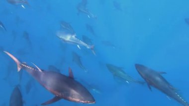 Büyük mavi yüzgeçli orkinos balığının tonbalığı çiftliğinde çok sayıda balıkla yüzmesi, Malta