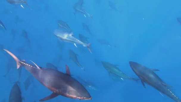 大蓝鳍金枪鱼和许多鱼在金枪鱼养殖场游动缓慢 马耳他 — 图库视频影像