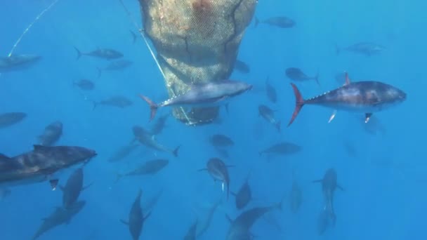 马耳他地中海蓝鳍金枪鱼养殖场鱼游动缓慢 — 图库视频影像