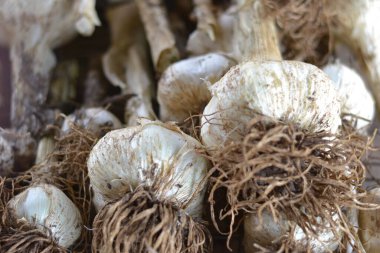 Bahçe için taze sarımsak.