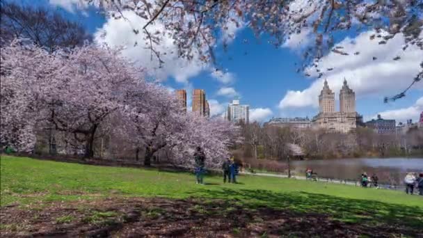 Timelapse Personas Caminando Cerca Algunos Árboles Flores Cerezo Central Park — Vídeo de stock