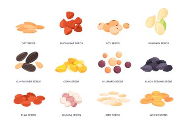 Çizgi film tohumları. Tahıl filizlendirme düz stil, mısır karabuğday kepekli pirinç yulafı filizlenen tarım fidanı. Tahıl ve bitki hardal örnekleme taşıyıcısı.