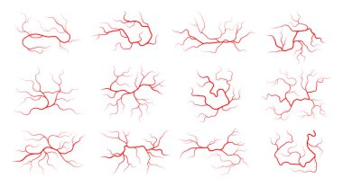 Human veins. Colorful blood vessels with flowing blood, arterial and venous system of human body, healthy circulatory system. Vector illustration of human health anatomy clipart