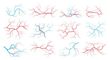 Damarlar ve atardamarlar. İnsan damar sistemi ve kan damarları, kan akışı olan kırmızı kılcal damarlar, sağlıklı kardiyovasküler sistem. Anatomi arterinin vektör kümesi damar çizimi