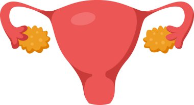 Rahim, fallop tüpleri, fimbria ve yumurtalıklar da dahil olmak üzere üreme organlarının yumurtlama sırasında bir yumurta hücresini serbest bırakmasını temsil eden tıbbi çizimler.