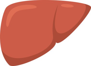 Sağlıklı bir insan karaciğerinin gerçekçi bir şekilde resmedilmesi, organ bağışı için farkındalığı artırmak ve sağlıklı bir yaşam tarzının önemini vurgulamak