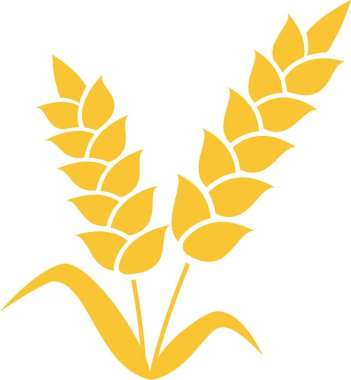 Tarımı, çiftçiliği, hasatı ve sağlıklı besinleri temsil eden, beyaz arka planda izole edilmiş, yapraklı iki olgun buğday başağının şekillendirilmiş vektör çizimi