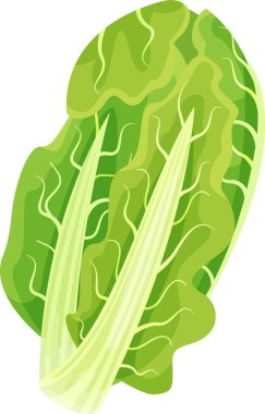 Canlı yeşil pazı yaprağı belirgin damarlar ve kalın bir gövdeye sahiptir, tazeliği ve sağlık faydalarını vurgular, sağlıklı beslenme ve vejetaryen yaşam tarzlarını desteklemek için mükemmeldir.