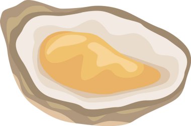 Açık istiridye vektör illüstrasyonu yumuşak, etli iç vücut ve kabuğun kaba dokusu arasındaki kontrastı vurguluyor, deniz ürünleri restoranı menüleri veya mutfak çizimleri için ideal