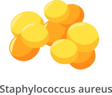 Staphylococcus aureus bacteria forming irregular grape like clusters, a common cause of skin infections, respiratory disease and food poisoning, are showing antibiotic resistance clipart