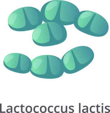 Lactococcus lactis bakterisi bir zincir ve küme oluşturur, probiyotik bakteri, laktik asit bakterisi, beyaz arka planda izole edilmiş, 3D görüntüleme