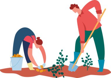 Bir tarlada özenle çalışan iki çiftçi, biri patates toplayıp bir kovaya yerleştirirken, diğeri de kırsal tarımın özünü somutlaştıran bir kürekle fideleri ekiyor.