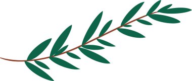 Beyaz zemin üzerinde zarif bir şekilde uzanan yeşil zeytin dalı, barış, zafer ve doğal güzellik temaları çağrıştırıyor, çeşitli tasarım projeleri için ideal.