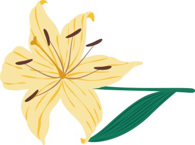 Sapı ve yaprağı olan sarı zambak çiçeği, beyaz bir arkaplanda izole edilmiş, narin güzelliğini ve zarif formunu sergiliyor, doğa için mükemmel tasarımlar.