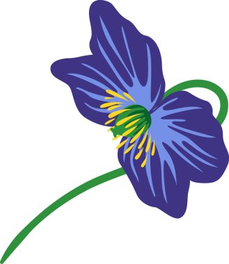 Himalaya mavi gelinciği - Meconopsis - mavi gelincik olarak da bilinir, beyaz arkaplanda kıvrımlı bir gövde ile karakteristik mavi yapraklarını ve sarı kekiklerini gösterir.