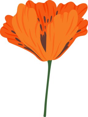 İnce yeşil bir gövde üzerinde büyüyen tek parlak turuncu gelincik çiçeği, beyaz arka planda izole edilmiş, doğanın güzelliğini ve kırılganlığını temsil eder.