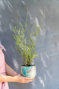 Elinde saksıda bir ev bitkisi