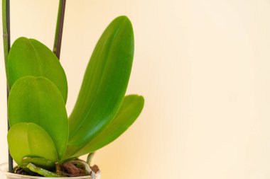 Beyaz ve sarı arka planda ev yapımı saksı bitkisi