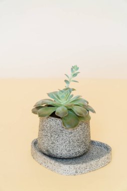 Beyaz ve sarı arka planda ev yapımı saksı bitkisi