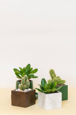 Beyaz ve sarı arka planda ev yapımı saksı bitkisi