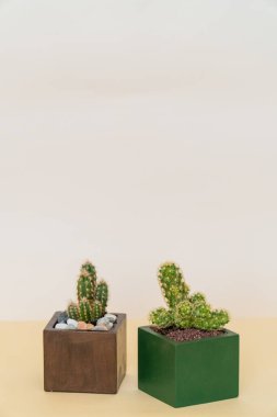 Beyaz ve sarı arka planda ev yapımı saksı bitkisi