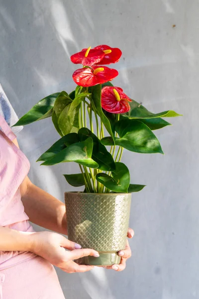 stock image A home plant in a pot in your hands