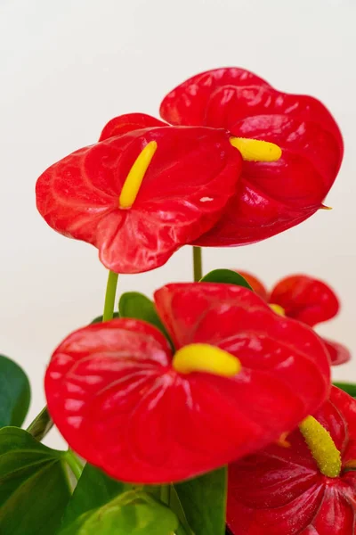 stock image Homemade potted plant on a white and yellow background