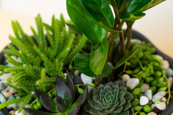 stock image Homemade potted plant on a white and yellow background