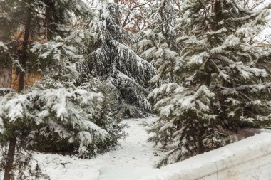 Karda ağaçlar, kış manzaraları