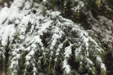 Karda ağaçlar, kış manzaraları