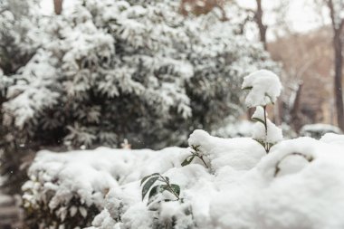 Soğuk bir kış gününde, çıplak bir ağaç dalında beyaz kar, yakın. Doğal arka plan. Seçici botanik geçmişi. Yüksek kalite fotoğraf