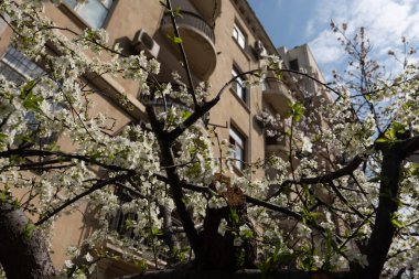 Arkasında bina olan bir binanın önündeki ağaç.