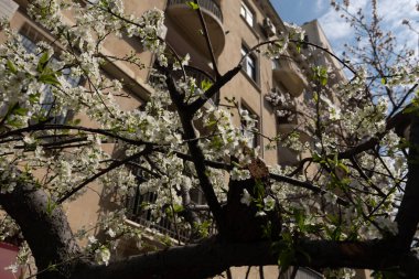 Arkasında bina olan bir binanın önündeki ağaç.