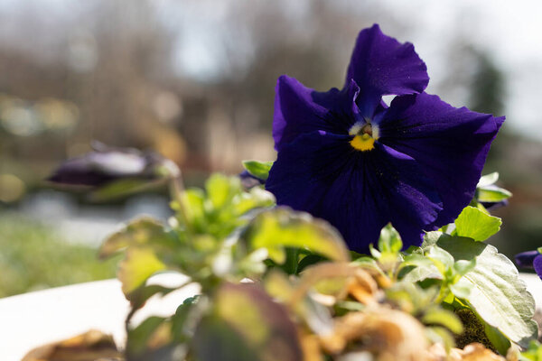 A purple pansies in a pot with the sun shining on the left side.
