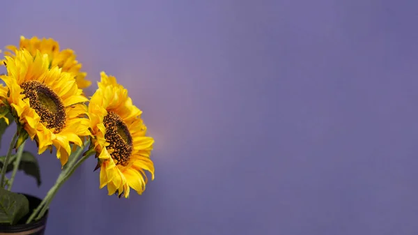 Stock image sunflowers are in a vase with a purple background