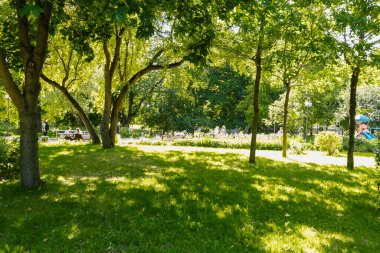 Bulanık park arka planı, öğleden sonra parlak güneş.