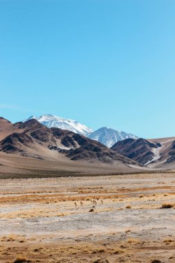 Puna, Catamarca, Arjantin 'deki Sismili güzergahındaki vahşi Vicugnas manzarası
