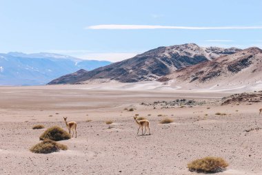 Campo de Piedra Pomez, Catamarca, Arjantin yolundaki vahşi vicugnas manzarası