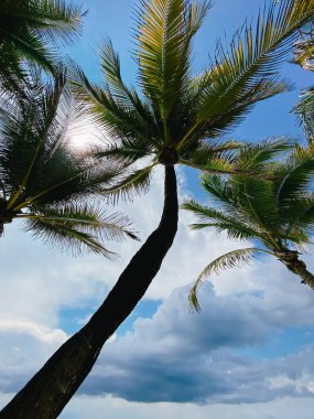 palm trees on a sunny day at Playa del Carmen, Mexico. High quality photo clipart