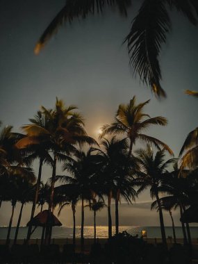 palm trees on a clear night with moonlight at Playa del Carmen, Mexico. High quality photo clipart