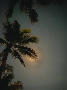 palm trees on a clear night with moonlight at Playa del Carmen, Mexico. High quality photo clipart
