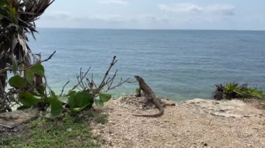 Iguana, Meksika, Quintana Roo 'daki Tulum Arkeolojik Bölgesi' nde Yucatan Yarımadası 'nda dinleniyor. 4k video